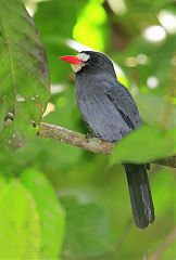 White-fronted Nunbird